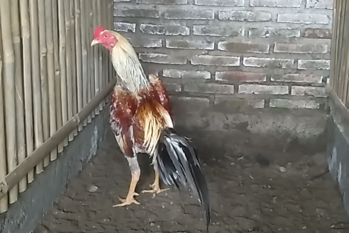 Ayam Mangon Pukul Mati Ayam Magon 2020